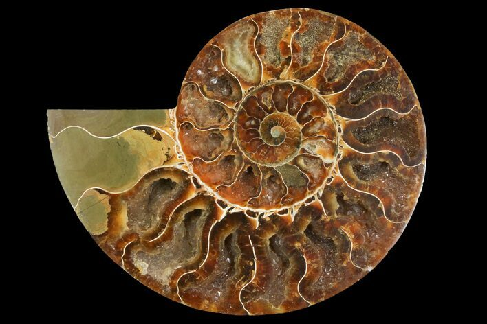 Cut & Polished Ammonite Fossil (Half) - Madagascar #158034